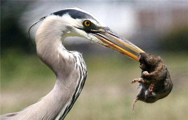 Heron - gopher.jpg