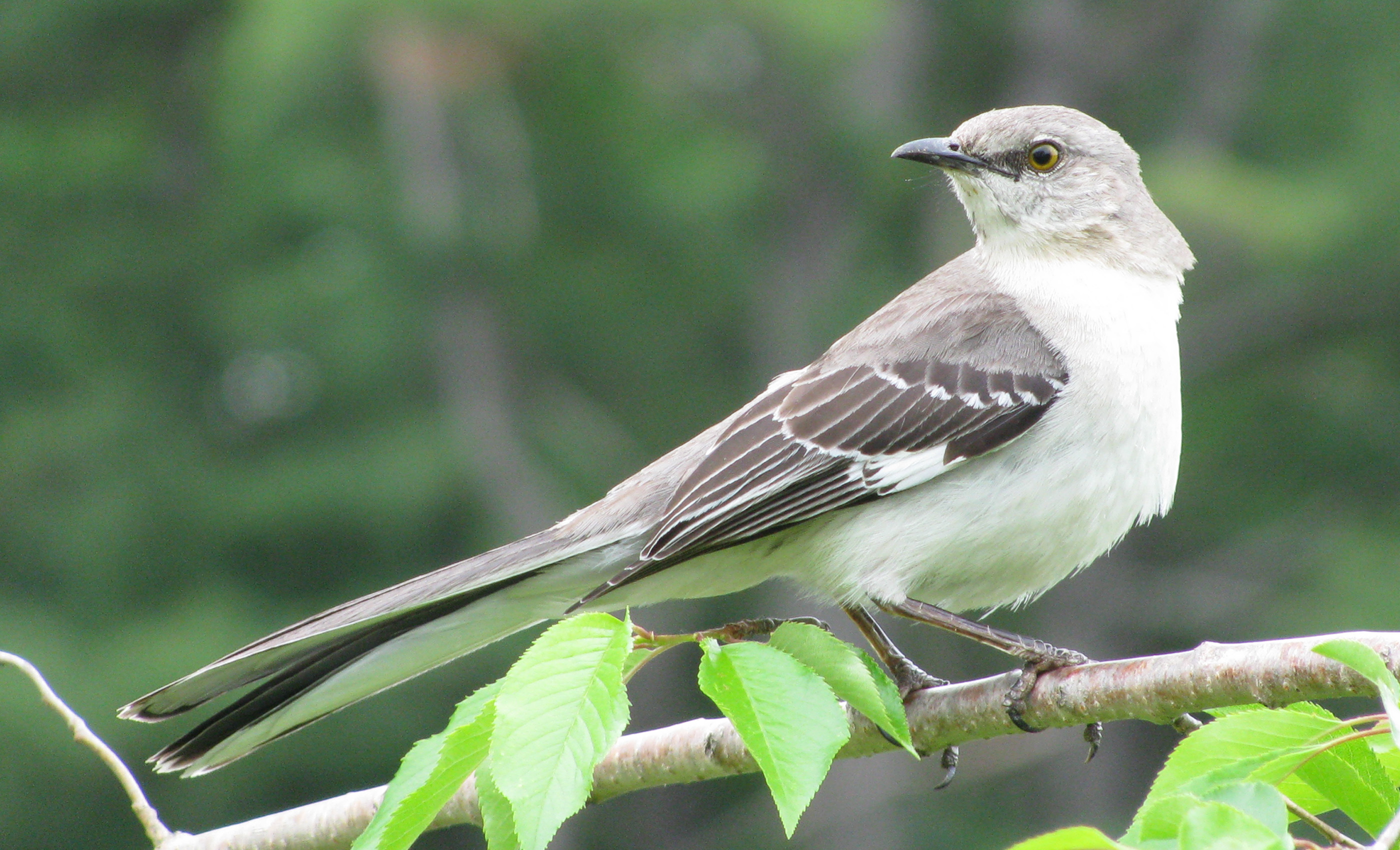 Mimus_polyglottos_adult_01_cropped.jpg