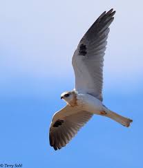 White-tailed Kite.jpg