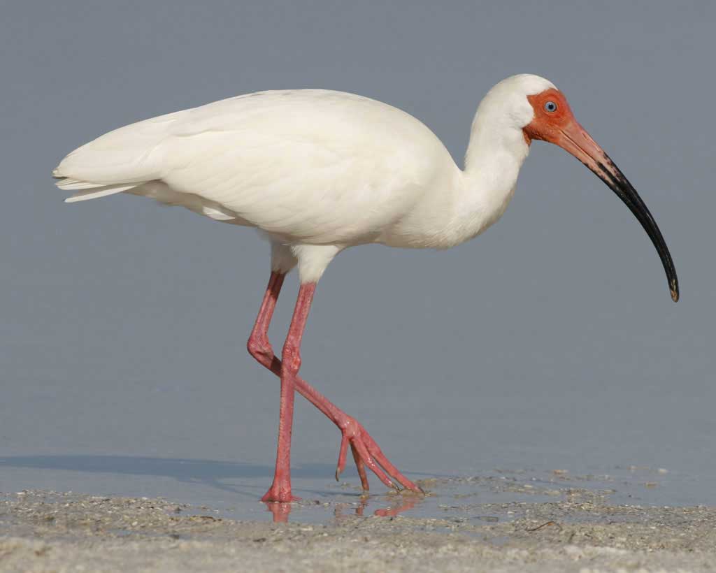 White_Ibis_w27-14-007_l_1.jpg