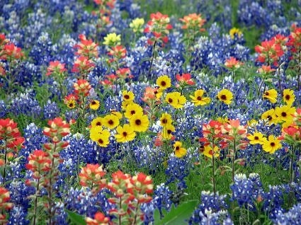 texasflowers.jpg