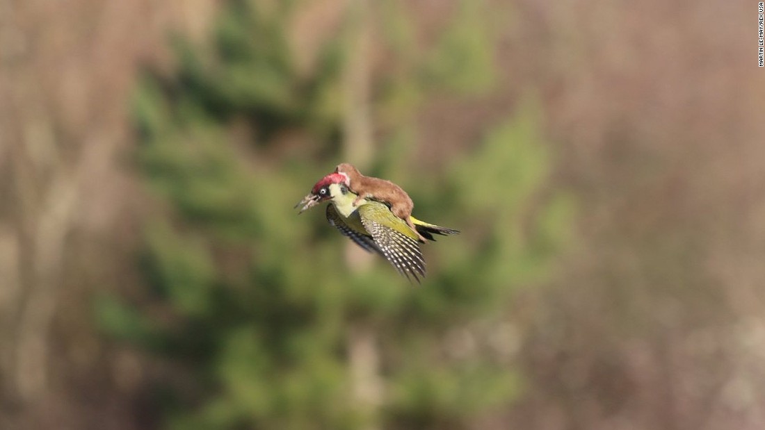 weaselwoodpecker.jpg